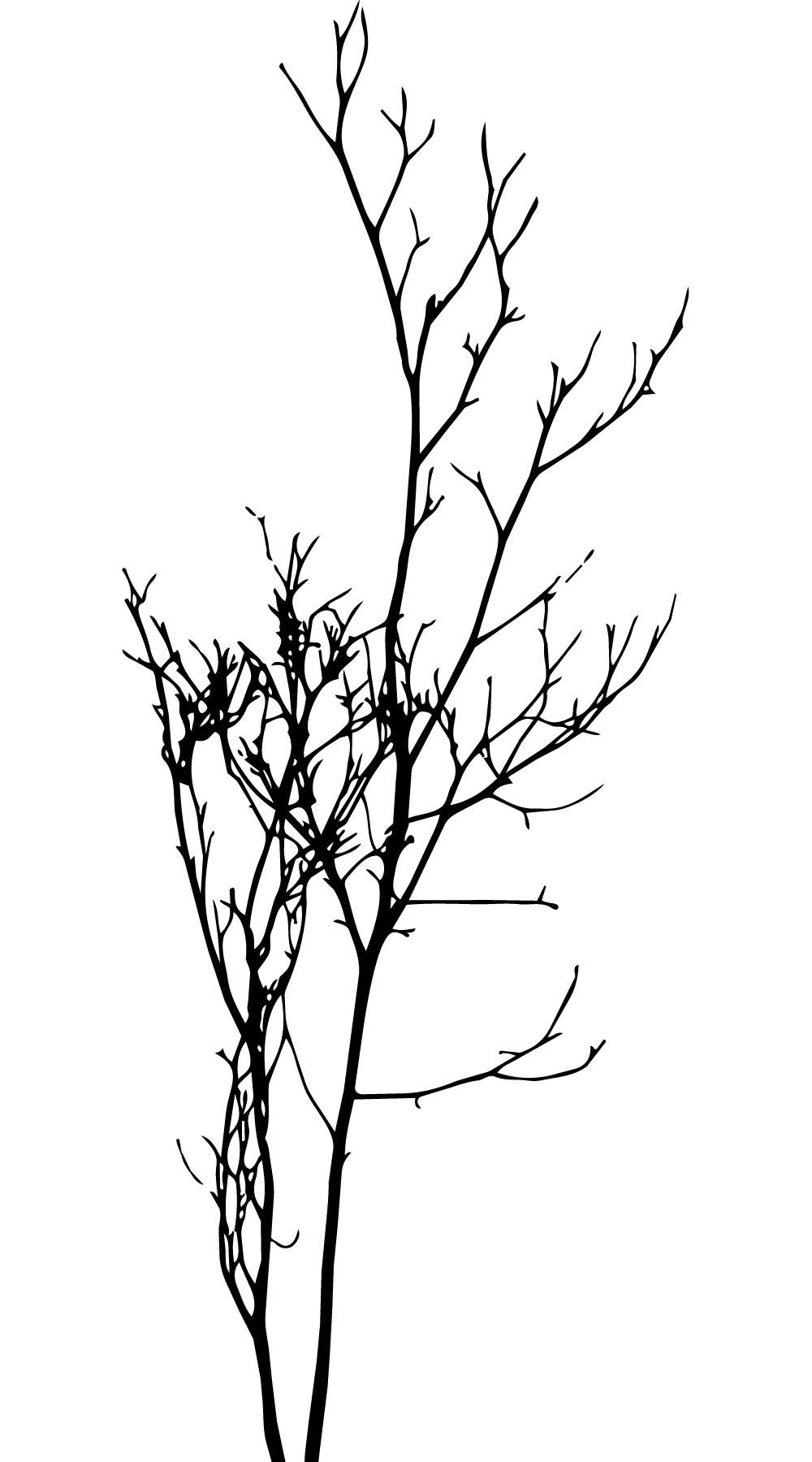 kuromoji branch